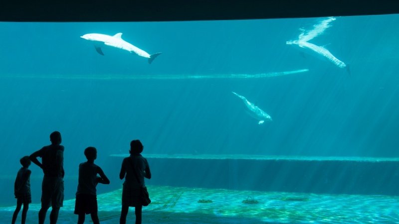   - Acquario di Genova a Genova 